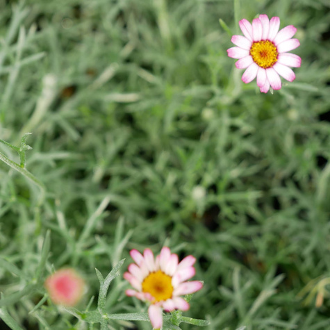 Stokrotka marokańska `Marrakech'